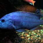 Nimbochromis_Fuscotaeniatus