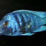 Placidochromis_phenochilus