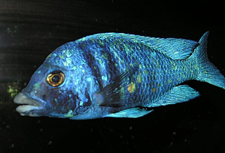 Placidochromis_phenochilus