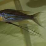 Benthochromis_tricoti