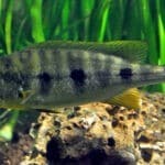 Boulengerochromis_microlepis