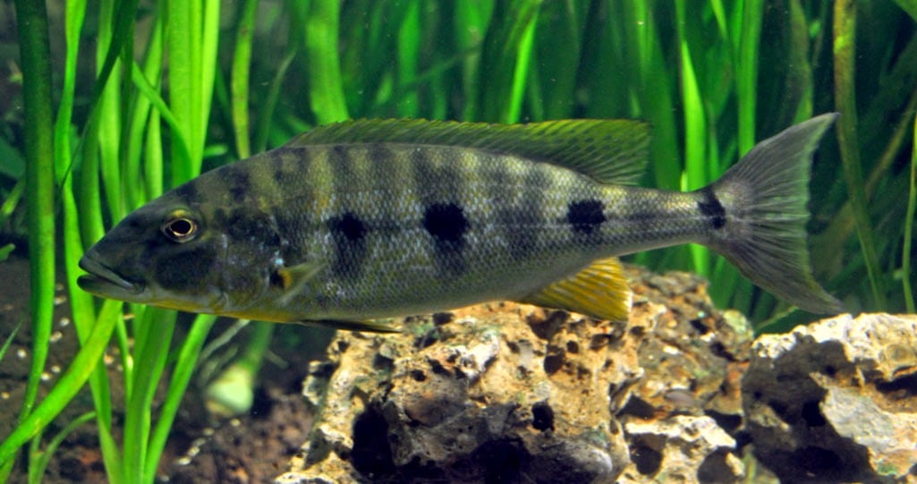 Boulengerochromis_microlepis