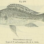 Callochromis_macrops