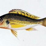 Callochromis_melanostigma