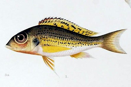 Callochromis_melanostigma