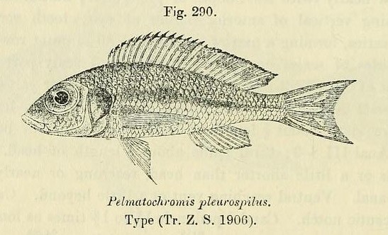 Callochromis_pleurospilus