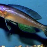 Cyprichromis_leptosoma