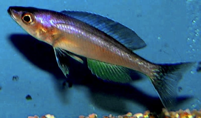 Cyprichromis_leptosoma