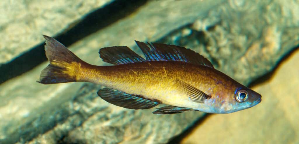 Cyprichromis_leptosoma_'Kitumba