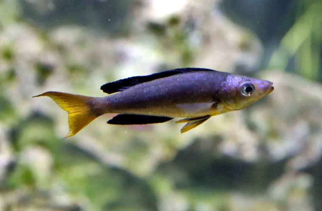 Cyprichromis_microlepidotus