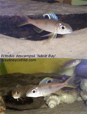 Ectodus_descampsii