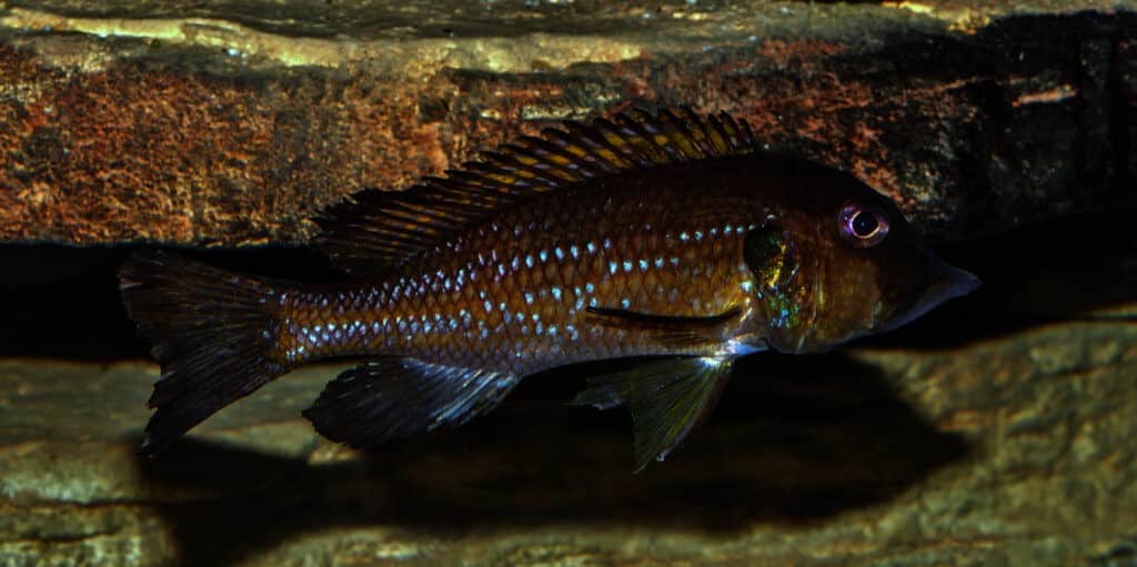 Gnathochromis permaxillaris