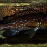 Gnathochromis permaxillaris