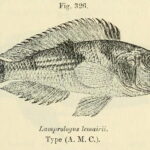 Lamprologus_lemairii