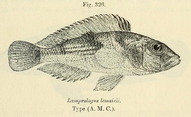 Lamprologus_lemairii