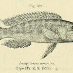 Lepidiolamprologus elongatus