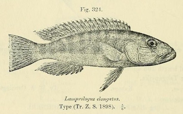 Lepidiolamprologus elongatus