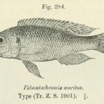 Limnochromis auritus