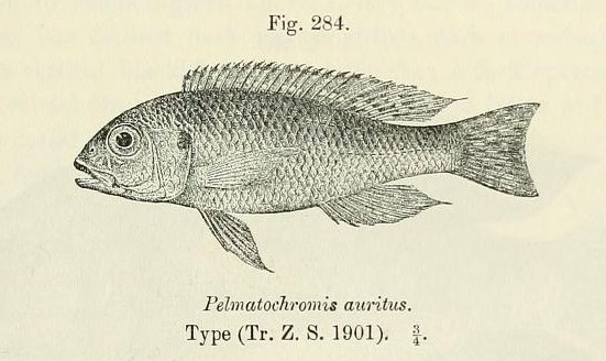 Limnochromis auritus