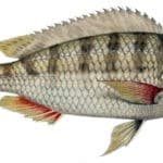 Limnotilapia_dardennii