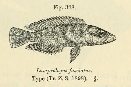 Neolamprologus_fasciatus