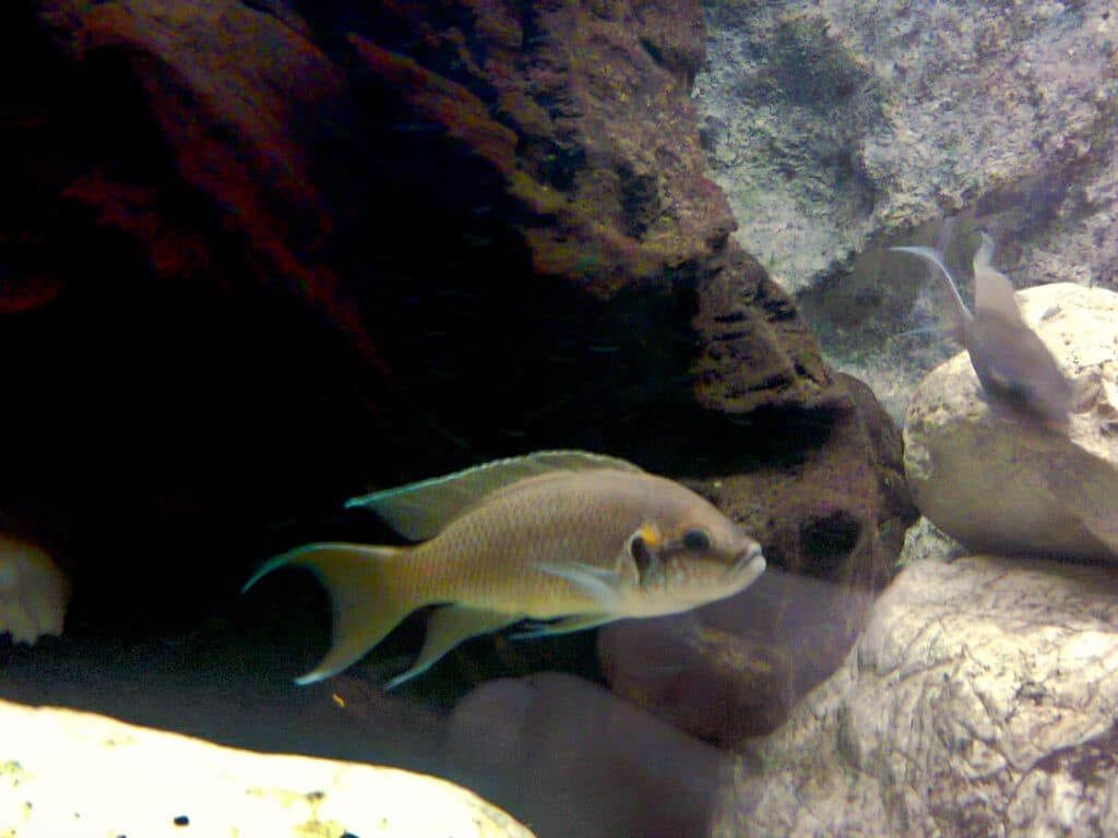 Neolamprologus_pulcher