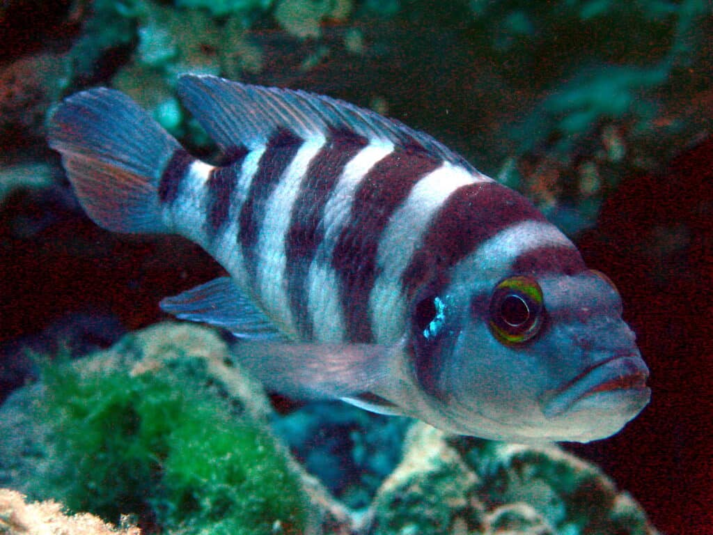 Neolamprologus_sexfasciatus