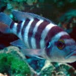 Neolamprologus_sexfasciatus