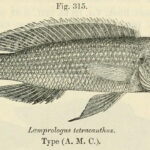 Neolamprologus_tetracanthus