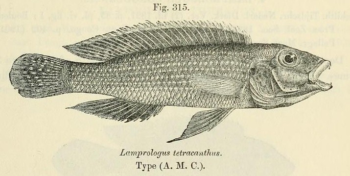 Neolamprologus_tetracanthus