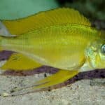 Ophthalmotilapia_nasuta