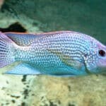 Oreochromis_tanganicae