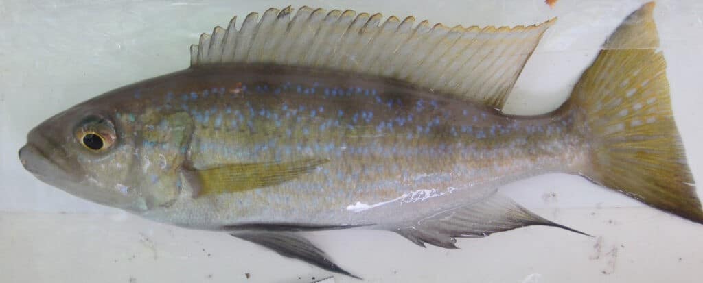 Perissodus_microlepis