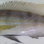 Perissodus_microlepis