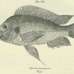 Petrochromis_polyodon