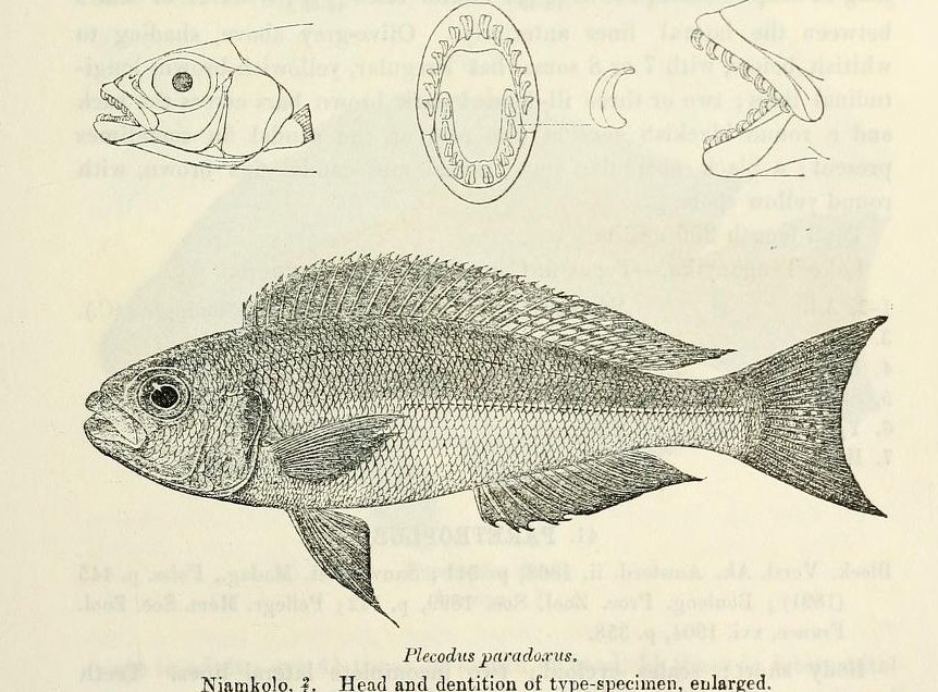 Plecodus_paradoxus