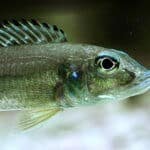 Reganochromis_calliorus