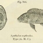 Spathodus_erythrodon