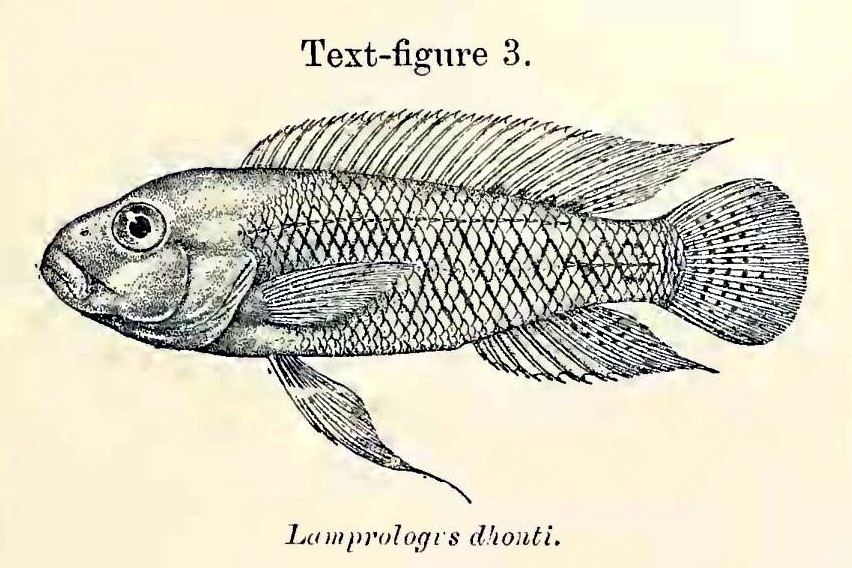 Telmatochromis_dhonti