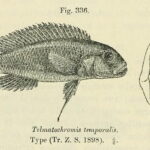 Telmatochromis_temporalis