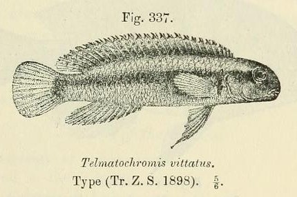 Telmatochromis_vittatus