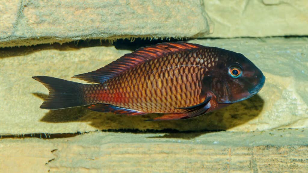 Tropheus_moorii