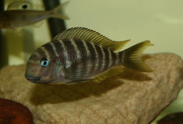 Tropheus_polli1