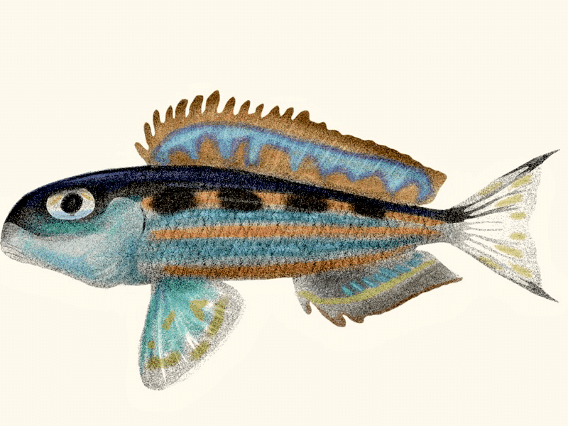 Xenotilapia ochrogenys