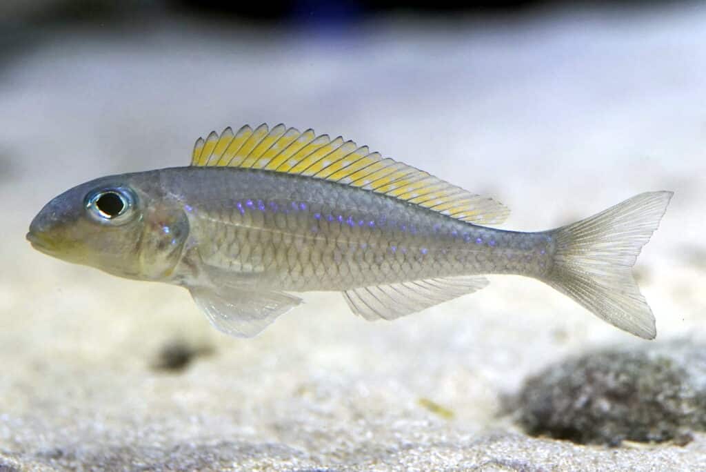 Xenotilapia_flavipinnis