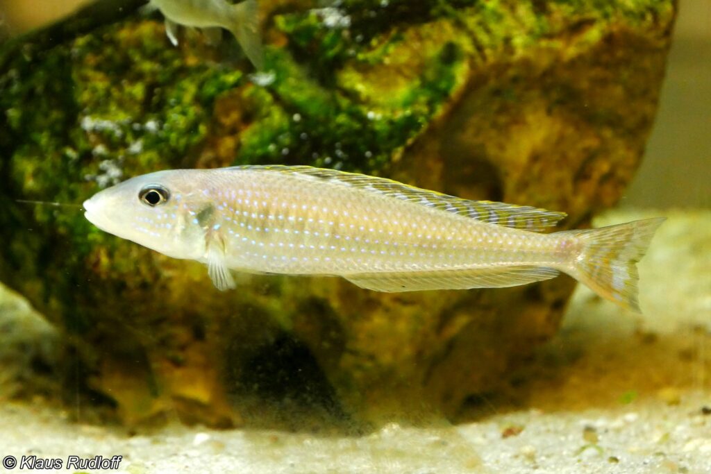 Xenotilapia_melanogenys